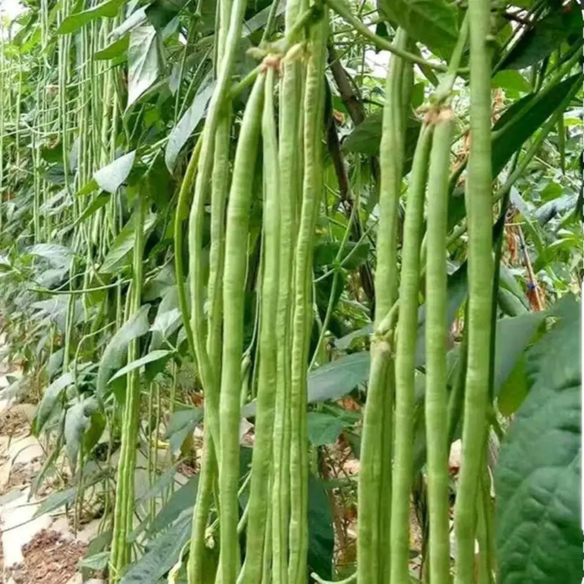 Yard Long Asparagus Veggie Seeds, Heirloom Non-GMO Easy-to-Grow Full Sun Plants for Outdoor Garden & Home Planting