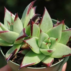 Echeveria agavoides 'Ebony'