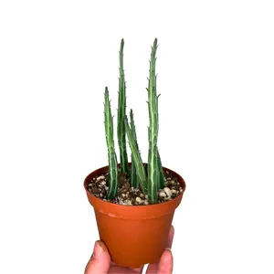 4" Pickle Plant – Senecio stapeliiformis – Live Plant