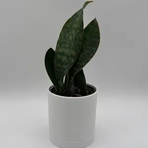 Whale Fin Sanseviera Plant 4" pot Snake Plant Low Maintenance House Plant Unique Leaves for Indoor Home Decoration