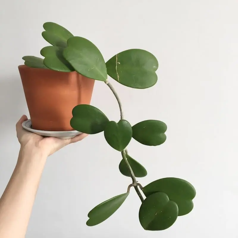 Sweet Heart Houseplant Hoya Kerrii Rooted House Plant