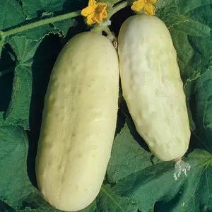 Bianco Lungo Italian Cucumber (Cucumis sativus 'Bianco Lungo Italian') Organic Seeds – White Sweet Tender Flesh, Vigorous Slicing Variety