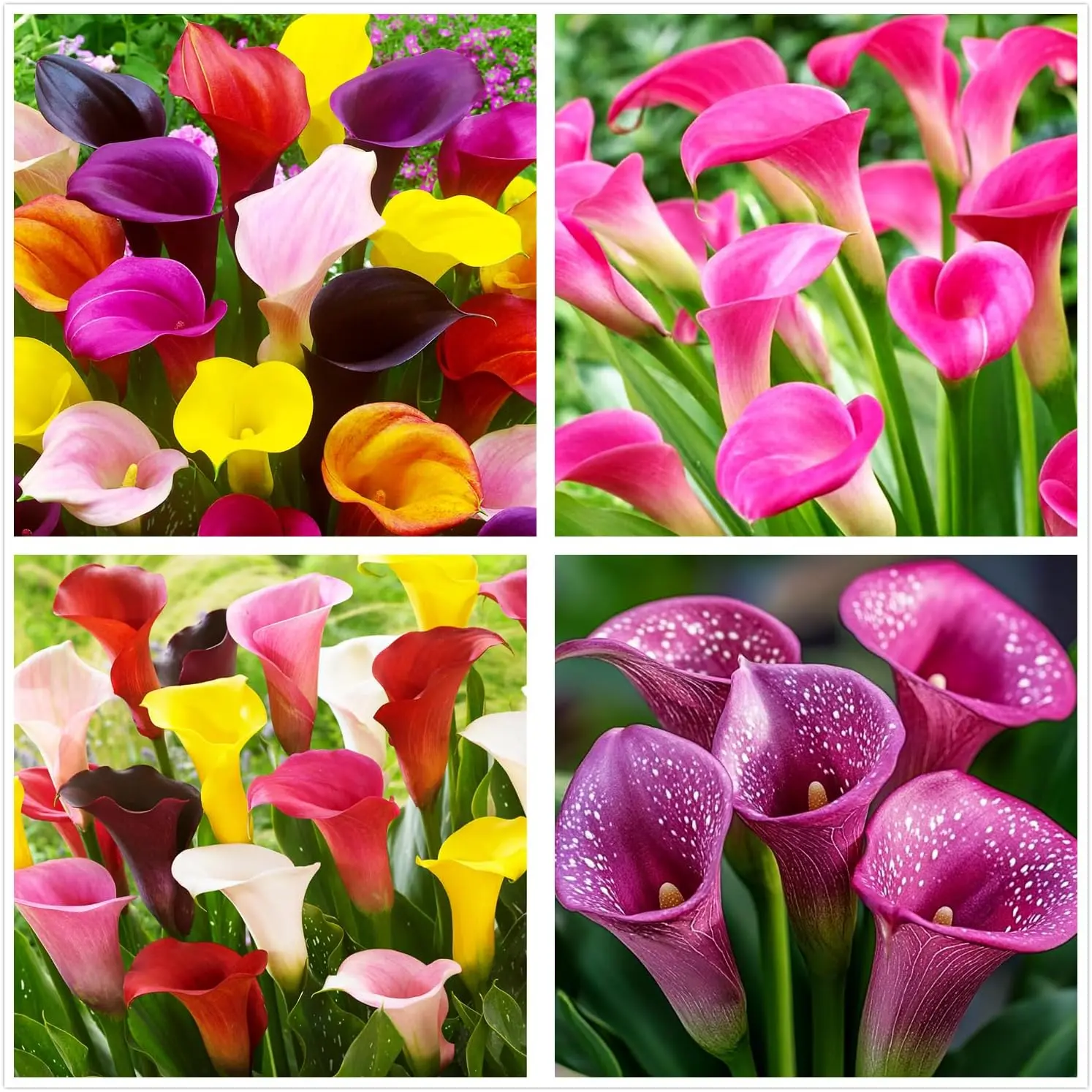 100Pcs Rare Mixed Color Calla Lily Seeds - Perennial Full Sun Easy-to-Plant Flowers, Long-Lasting Mesmerizing Blooms, Outdoor Pots Indoor Bonsai Ornamentals (White,Pink,Red,Purple), Spectacular Value Home Improvement Garden Supplies