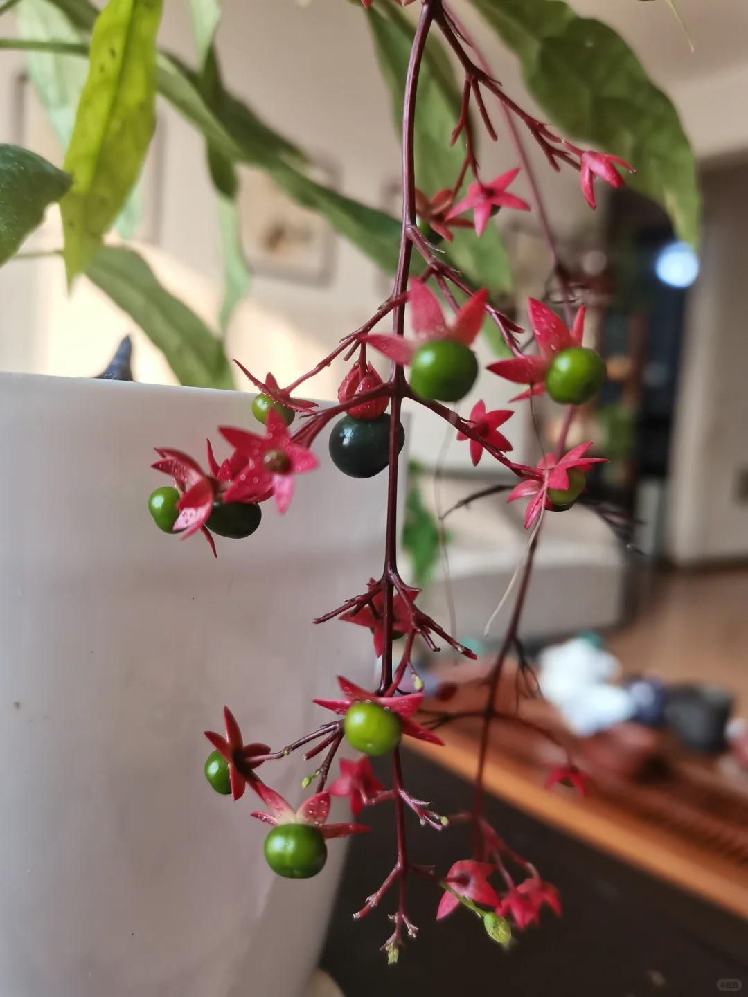 Rare BridalVeil Jasmine Seeds Weeping Jasmine Climbing Plants Easy to Live Four Seasons Sowing Fragrant Non-GMO Garden Home Balcony for Indoor Outdoor Use