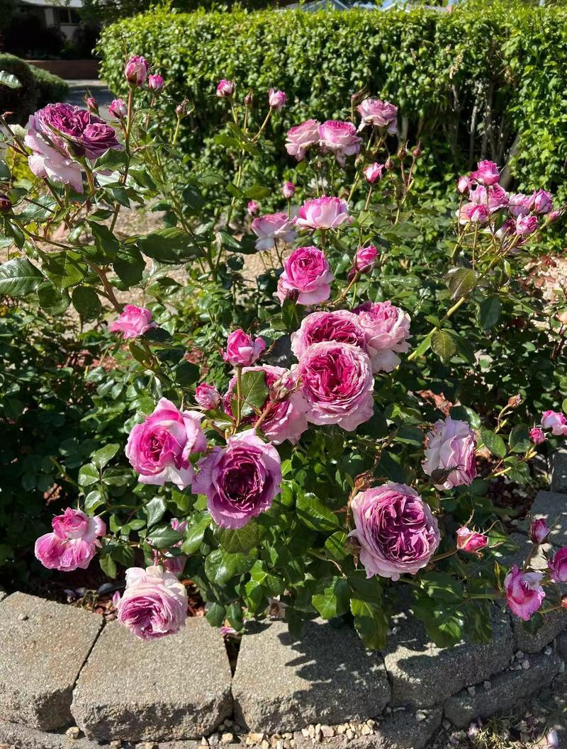 200+ Rose Seeds for Planting Outdoor & Indoor Garden, Perennial Heirloom Open Pollinated Flower Seeds, Non-GMO Hardy Easy Growing for Beginners & Gardeners