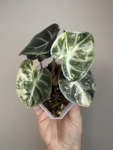 Alocasia ‘Pink Balloon Heart’ — 3" Pink-Toned Alocasia | EXACT PLANT