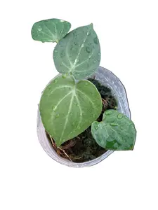 Anthurium Clarinervium x Silver tiger (S)