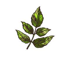 Replenish™ Conditioner – Hydrate & Grow