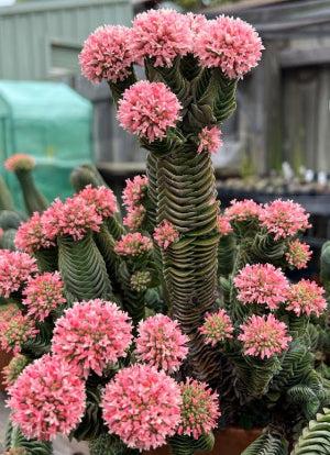 Crassula Buddha's Temple