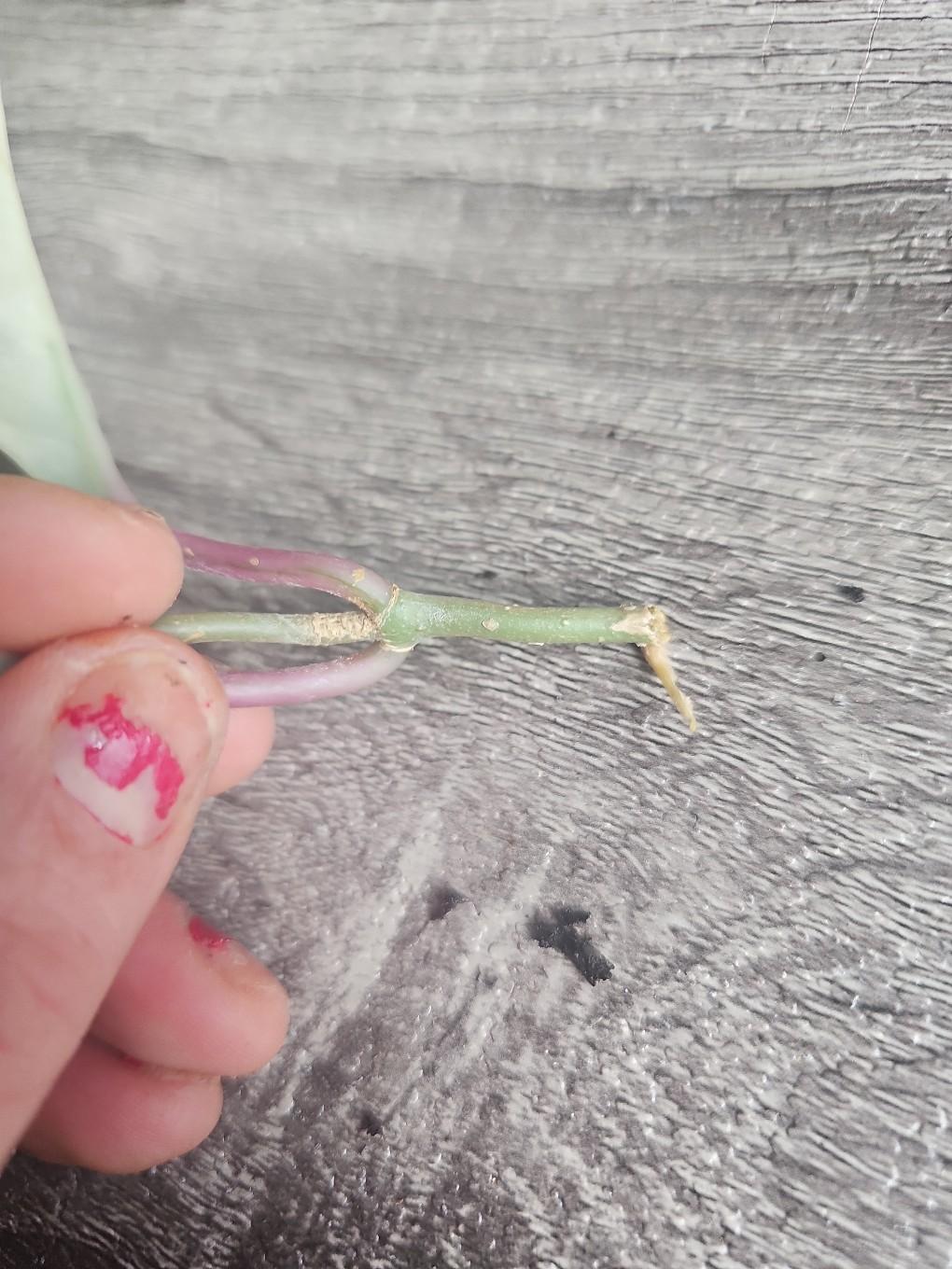 queen hoya - free shipping