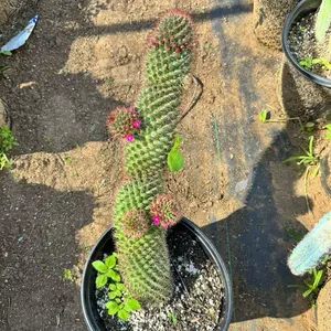 cactus  Plant succulent cactus plant