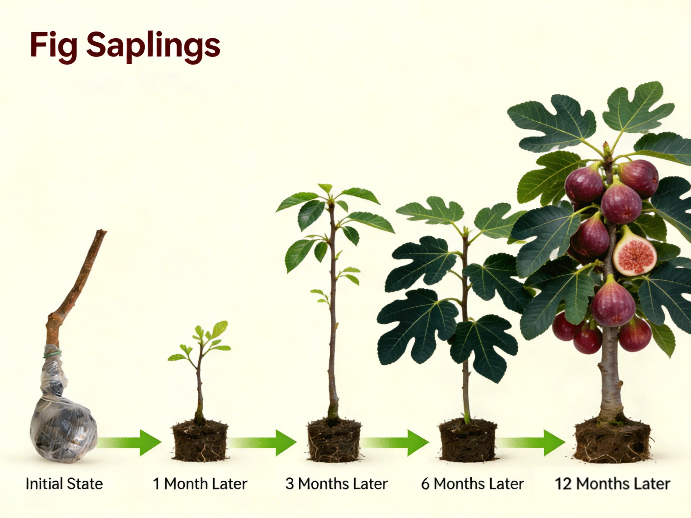 Heirloom Non-GMO Fig Tree Live Plant Starter – Hardy Perennial Fig Fruit Tree for Outdoor Garden, Backyard Orchard, Patio & Home Yard Planting