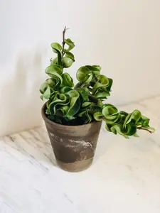 Hoya Carnosa 'Compacta' - Full & Trailing - 4" Pot
