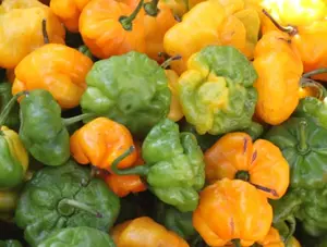 Jamaican Scotch Bonnet Hot Pepper 10-12ct Jamaican Scotch Bonnet Hot Pepper 10-12ct
