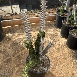 Allaudia Procera African Ocotillo Bare roots