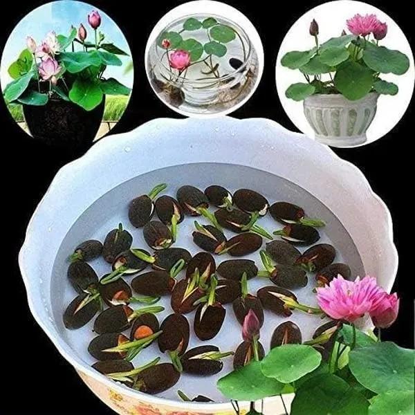 20+ pcs Mixed Colors Lotus Seeds Water Lily Flower Plant Seeds