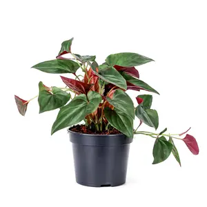 Syngonium 'Red Arrow'