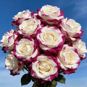 Red Spotted Rose Seeds for Planting, Easy Grow Flower Seeds for Home Garden, Beginner Friendly DIY Gardening, Outdoor Yard Balcony Flower Planting Seeds