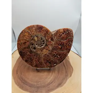 2.36LB Rare! Natural Ammonite Fossil Specimen Shell Madagascar