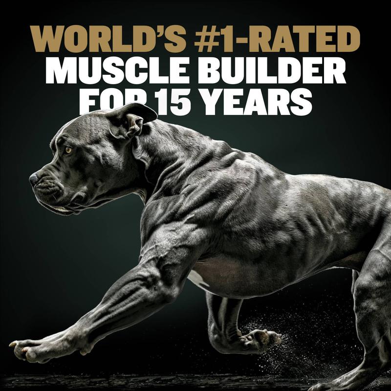 Bully Max 11-in-1 Muscle Gain Power Chews - High Protein Dog Supplement with Amino Acids - Premium Muscle Builder for All Breeds - 75 Chews Bully Max 11-in-1 Muscle Gain Power Chews - High Protein Dog Supplement with Amino Acids - Premium Muscle Builder for All Breeds - 75 Chews