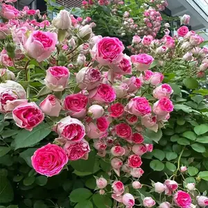 Plants 108 Pcs Rose Flower Seeds Garden Easy Planting Indoor & Outdoor Cold Resistant Heat-resistant Continuous Flowering Variety Pack