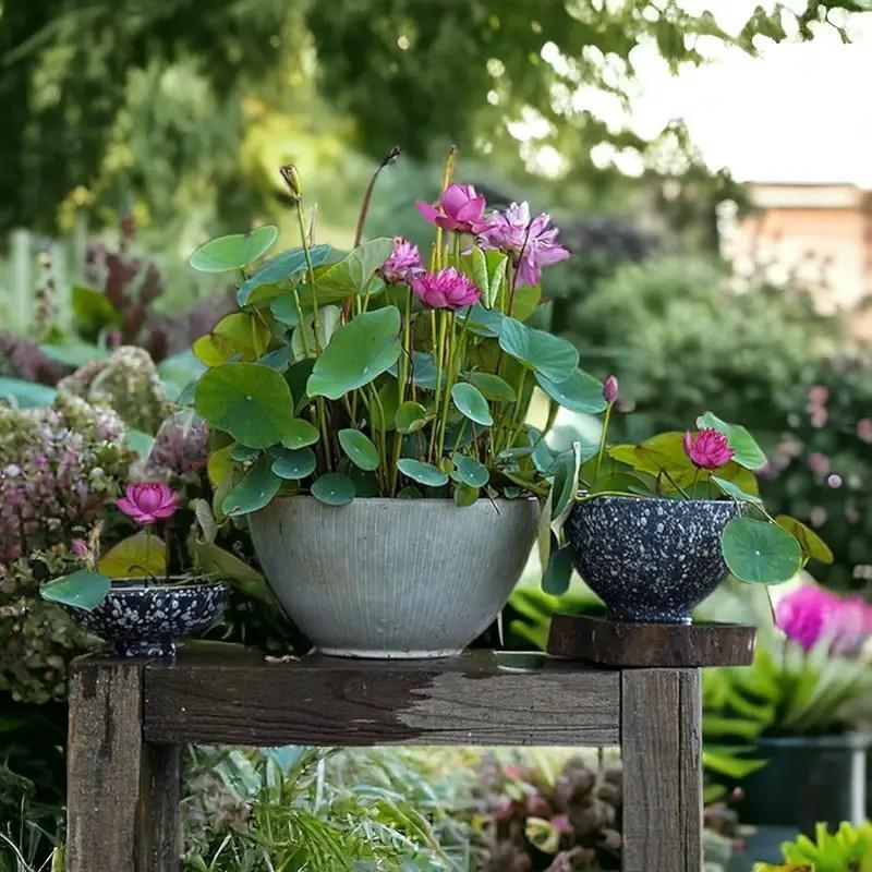 【Buy 20 get 10 Free】30 lotus seeds Potted lotus seeds, water lilies, open pond aquatic plant species, non-GMO home garden plant seeds, mixed colors