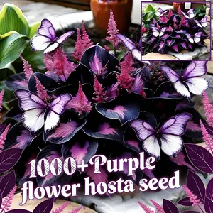 1000+ Rare Hosta Seeds – Purple Decorative Garden Plants for Backyard Landscaping