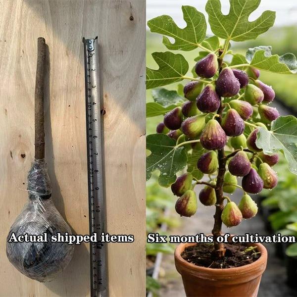 Fig Tree Live Plant – Perennial Fig Fruit Tree Starter Plant for Outdoor Garden and Yard Planting