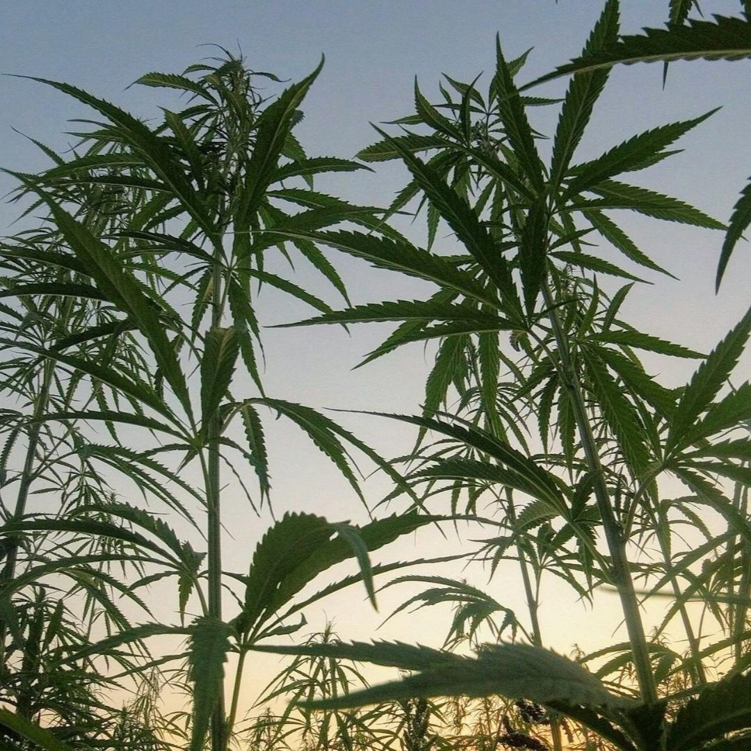 NatureSack Ocean Blue Hemp Fanny Pack, Sustainable Material, Adjustable Belt Strap NatureSack Ocean Blue Hemp Fanny Pack, Sustainable Material, Adjustable Belt Strap