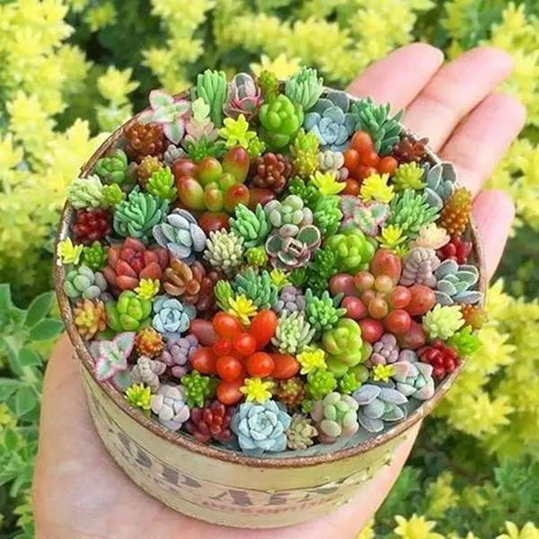 300 PCS Diverse Mix Succulent Seeds - Rare, Beautiful Exotic Variety Pack, Easy-to-Plant, Low Maintenance, Beginner-Friendly for Fairy Gardens, Great for Any Space Indoor & Outdoor Gardening Supplies