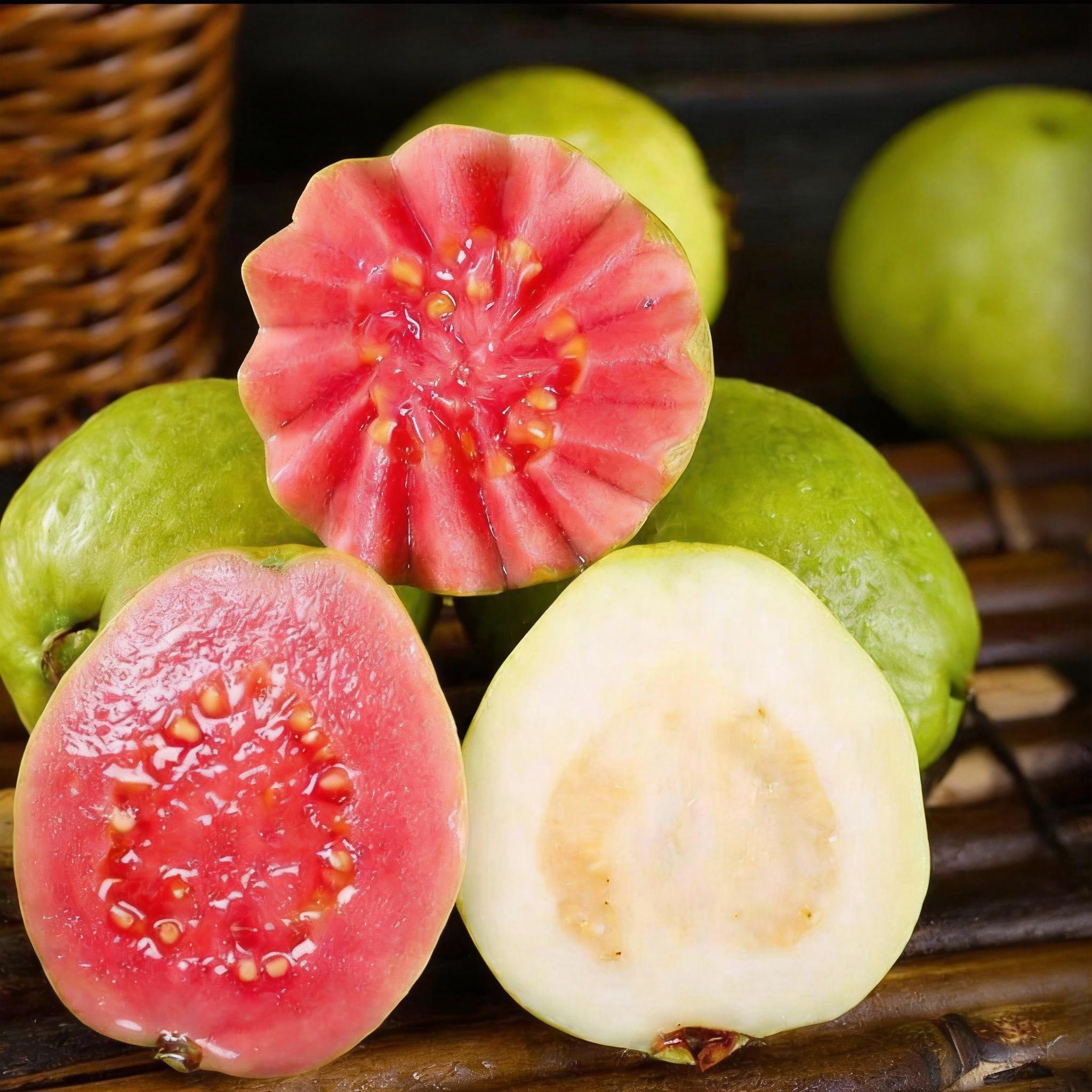 Heirloom Non-GMO Guava Tree Sapling | Live Fruit Plant for Potted, Greenhouse & Outdoor Gardens | Easy to Grow, Fast Fruiting, Ideal for Home Gardeners & Fruit Tree Enthusiasts