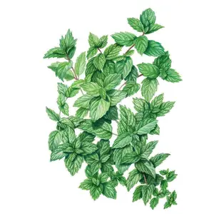 Common Mint Seeds