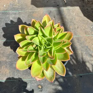 Echeveria Golden Glow Bare roots Succulent