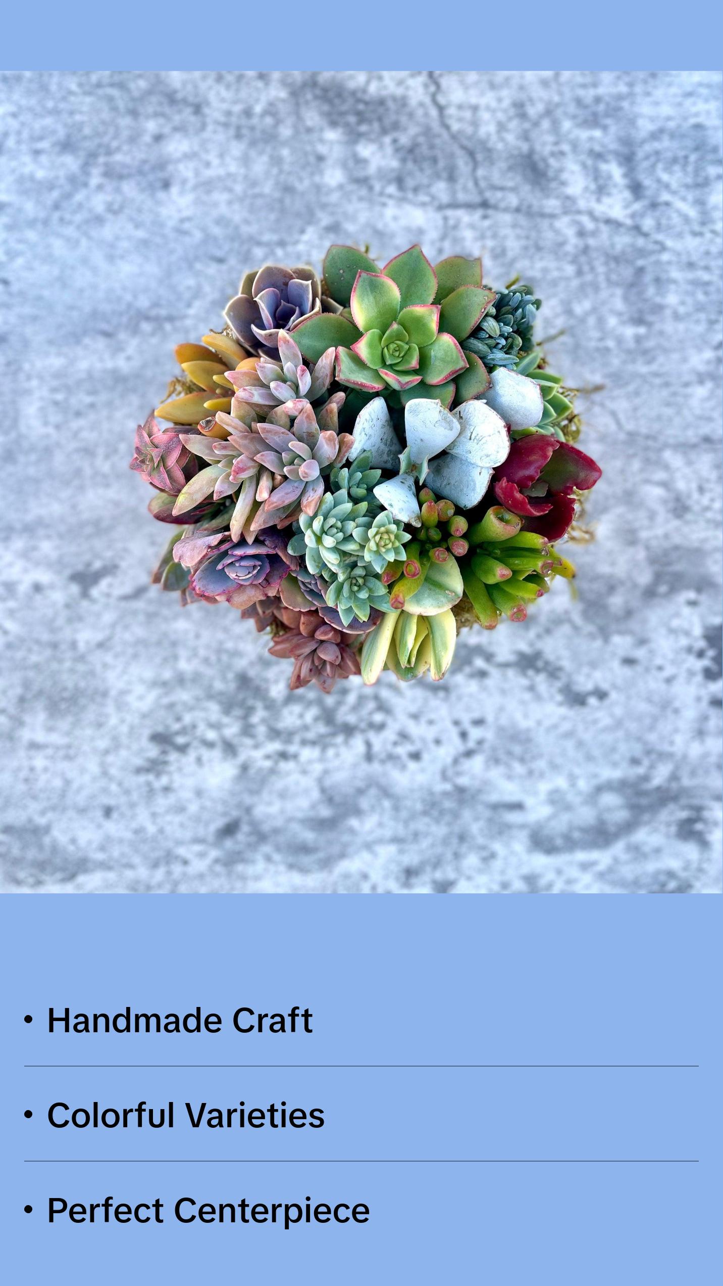 Pixie Paradise - Live 6” Succulent Arrangement - Ships Free!