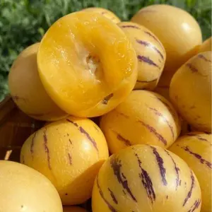 1000+ Pepino Melon Seeds for Planting,Sweet Pepino Seeds Non-GMO,Exotic Fruit Seed Heirloom for Outdoor Home Garden