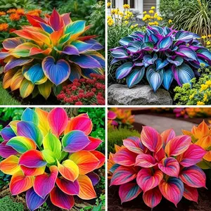 1000+ Hosta Perennial Seeds – Popular Shade Garden Plants for Home Gardeners and Outdoor Landscaping
