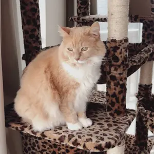 Leopard print cat tree ( large ! )