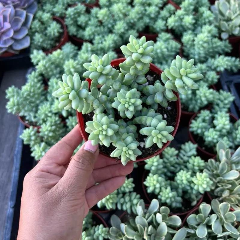 4” Donkey Tail Succulent