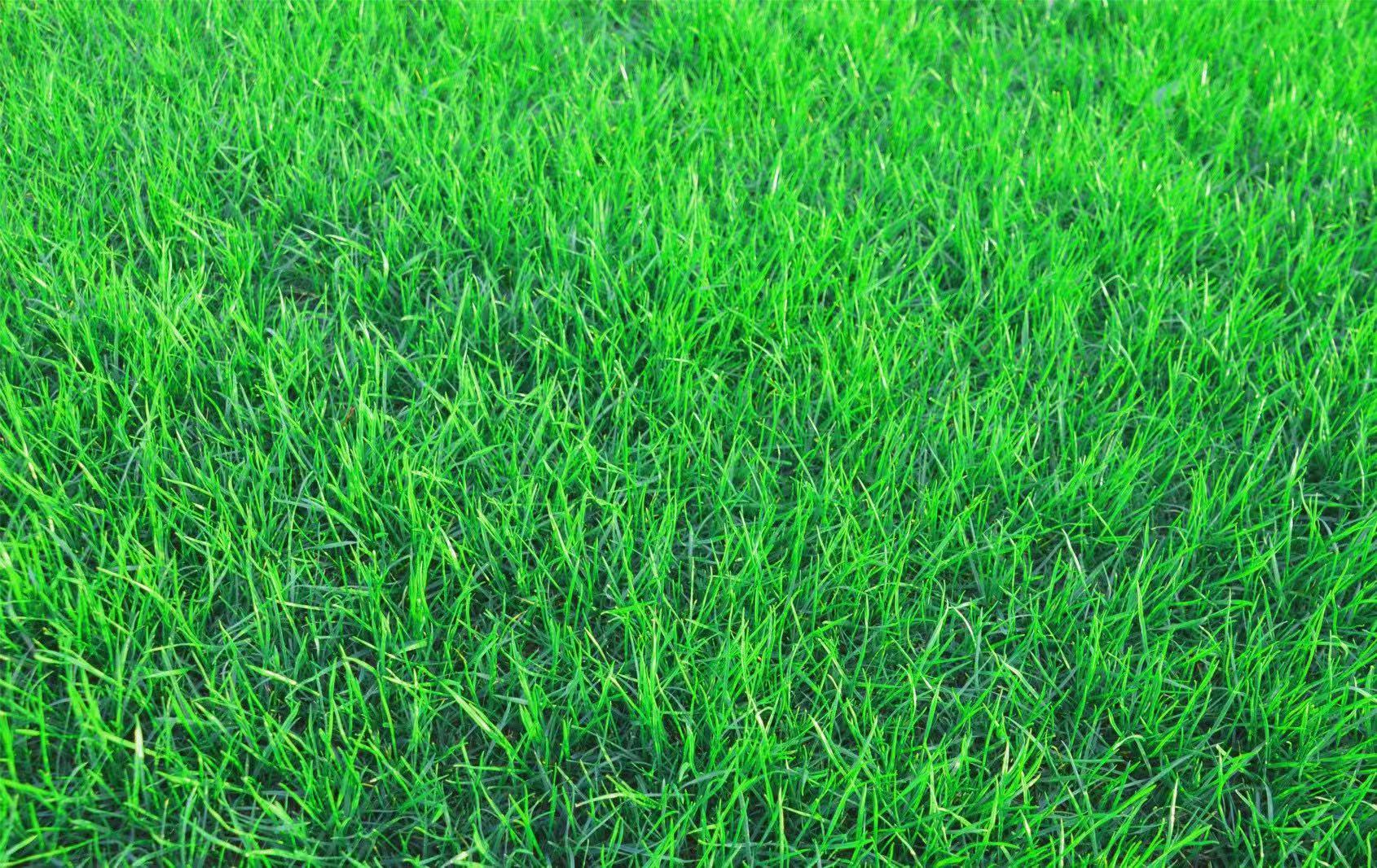 3000+ quick-germinating grass seeds for a lush green yard! Perfect for home gardens