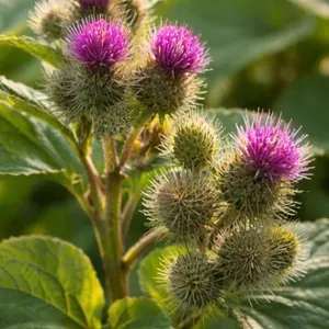 Burdock Root Seeds | Sacred Medicinal Plant Seeds