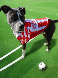 Pet soccer shirt chivas medium to large breeds  Camisa de futbol chivas para razas medianas y grandes