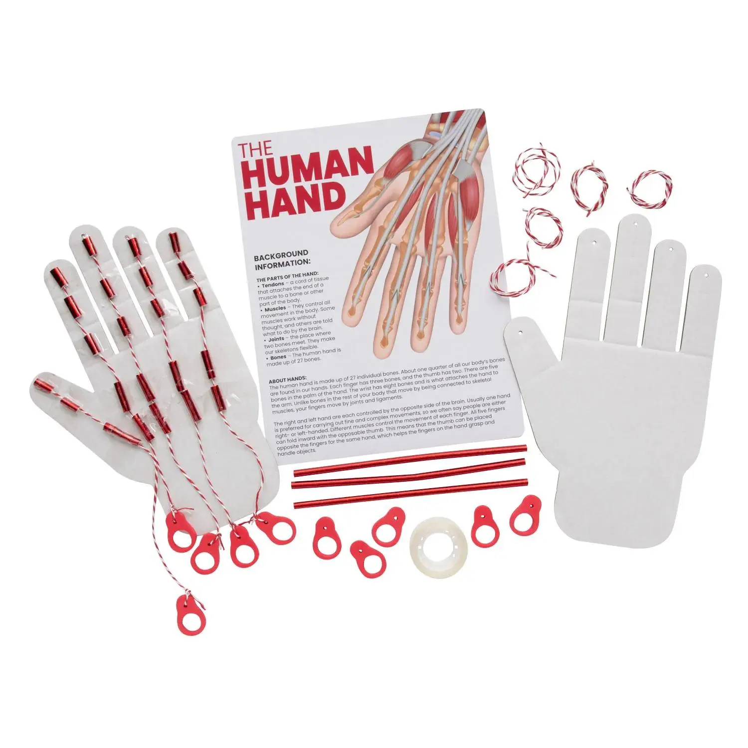 STEM Human Hand Biology DIY Build & Experiment Activity Kit - Corrugated Cardboard Learning Challenge, Makes 12