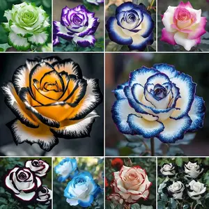 300pcs Mix Colorful Flower Rose Seeds for Outdoor Planting Easy Growing Outdoor Planting Flowers Plant Seeds for Family Garden Decoration in Assorted Colors Rose Seeds Plant Seeds Flower Gift