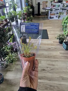 Carnivorous plant