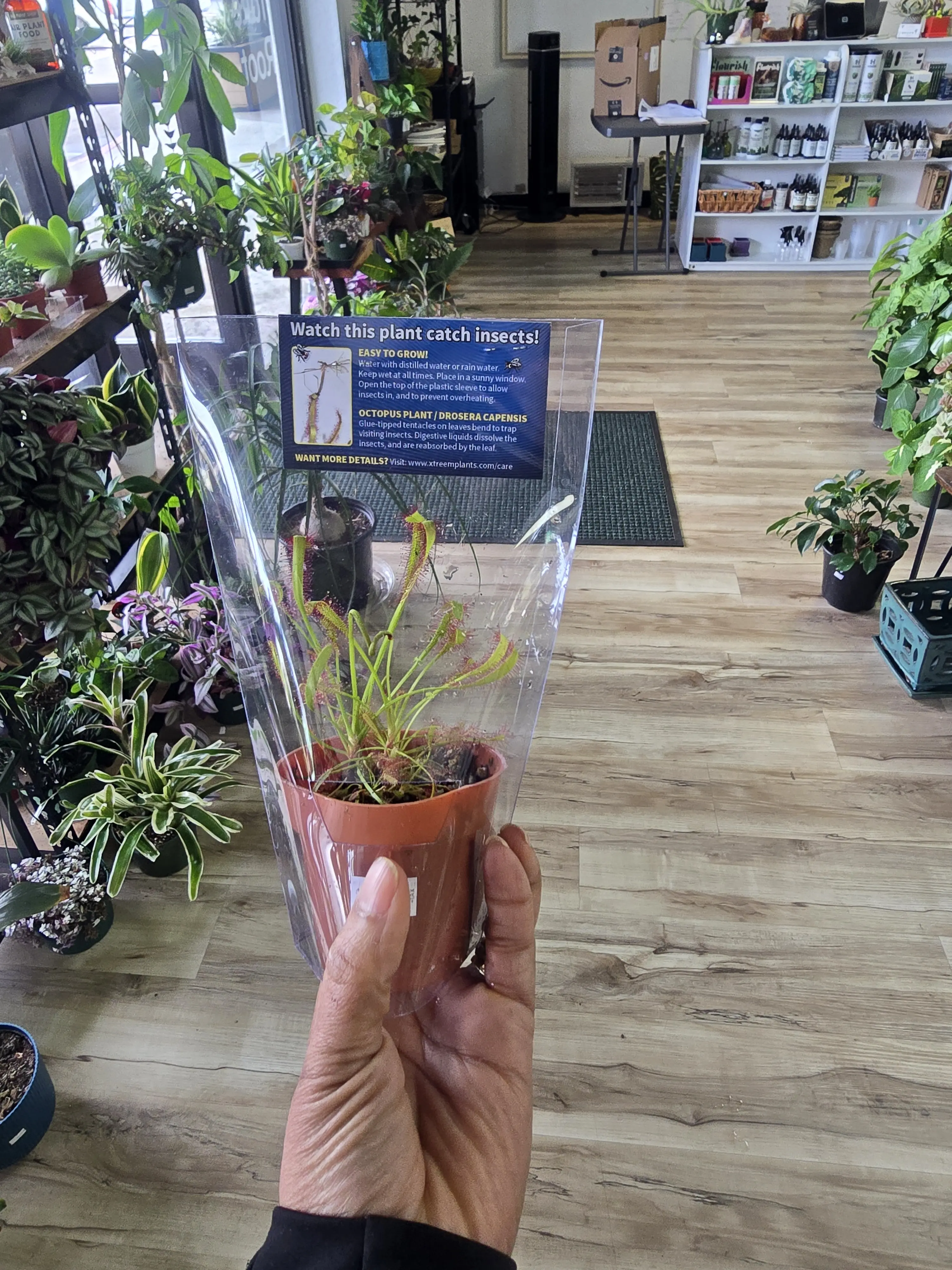 Carnivorous plant