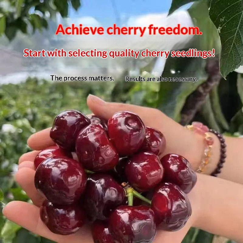 Premium Black Cherry Sapling - Sweet Cherry Tree for Home Garden, Beginner Friendly & Easy to Grow, Ready to Plant for All Gardeners Premium Black Cherry Sapling - Sweet Cherry Tree for Home Garden, Beginner Friendly & Easy to Grow, Ready to Plant for All Gardeners