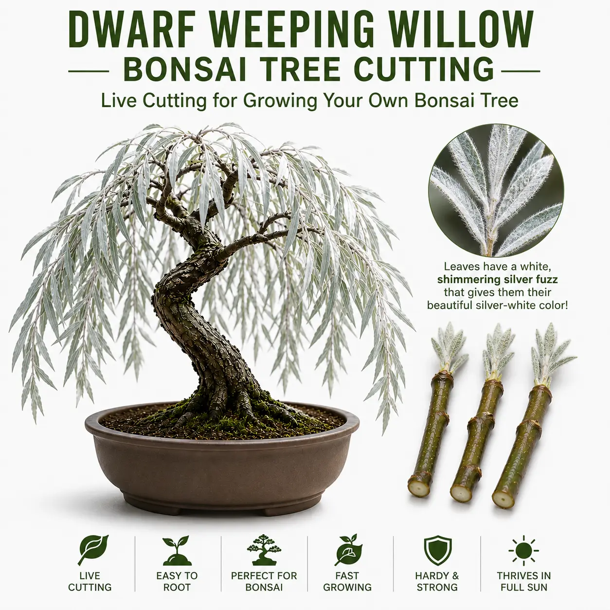 1 Live Dwarf White Willow Bonsai Tree Cutting to Grow - Stunning Silvery-Green Leaves - Fast Growing, Indoor/Outdoor Bonsai Material - Easy-to-Root & Bloom - Unique Living Gift for Plant Lovers