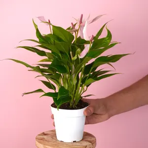Anthurium Pink Lili  - 4” Pot