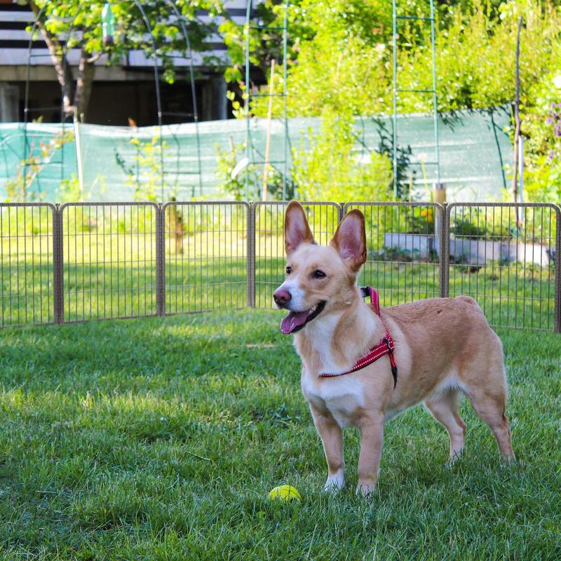 FXW Aster Dog Playpen Designed for Yard, 24"/32"/40 Height, 8/16 Panels