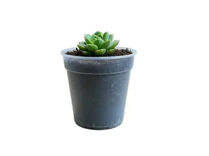 2-Inch Clear Plastic Nursery Pots with Drainage Holes – 10 pack | Seed Starter Pots for Succulents Tissue Culture Seedlings & Cuttings Pot House Plant